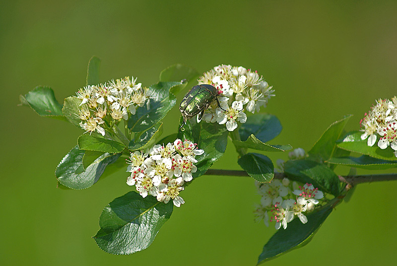 Image of &times; Sorbaronia mitschurinii specimen.