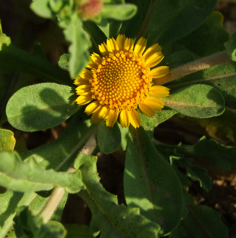 Изображение особи Asteriscus graveolens.