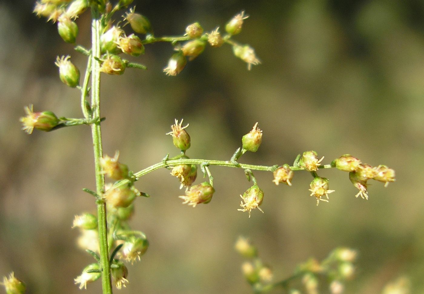 Image of Artemisia scoparia specimen.