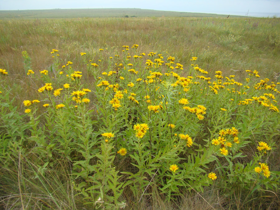 Изображение особи Inula aspera.