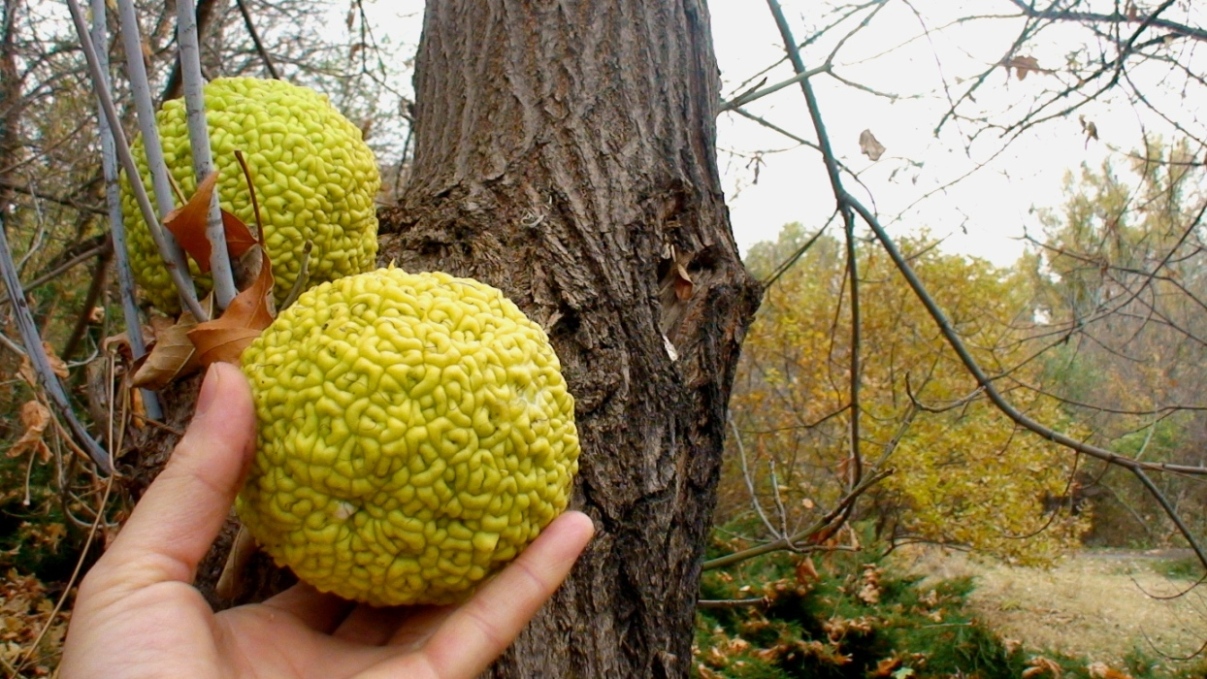 Maclura pomifera se puede comer