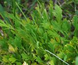 genus Papaver. Листья и развивающийся цветонос с бутоном. Мурманская обл., Кандалакшский р-н, пос. Лувеньга. 29.06.2010.