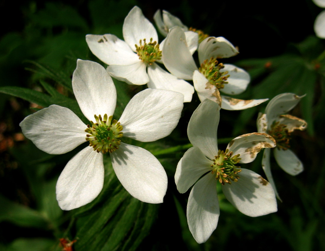 Изображение особи Anemonastrum crinitum.