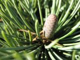 Cedrus libani