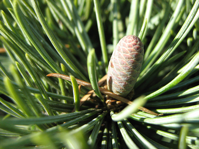 Изображение особи Cedrus libani.