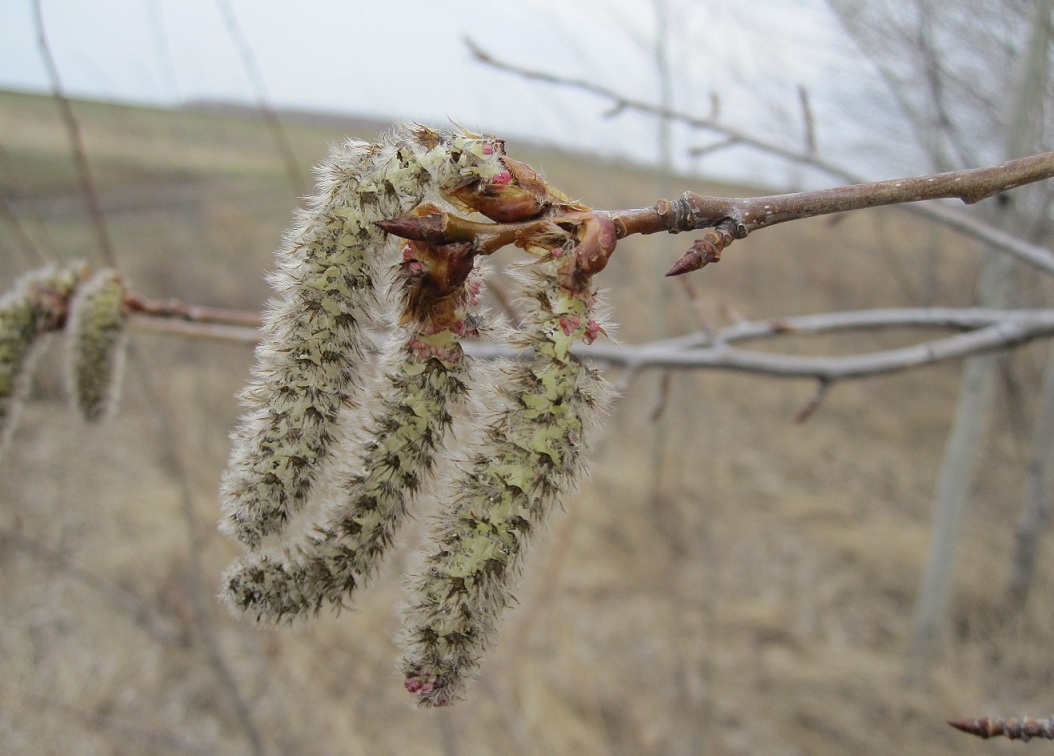 Image of Populus tremula specimen.