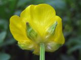 Ranunculus repens