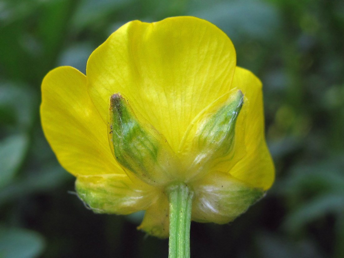 Изображение особи Ranunculus repens.