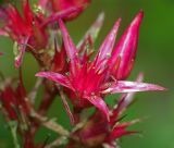 Sedum spurium. Цветок. Московская обл., дачный участок. 12.08.2006.