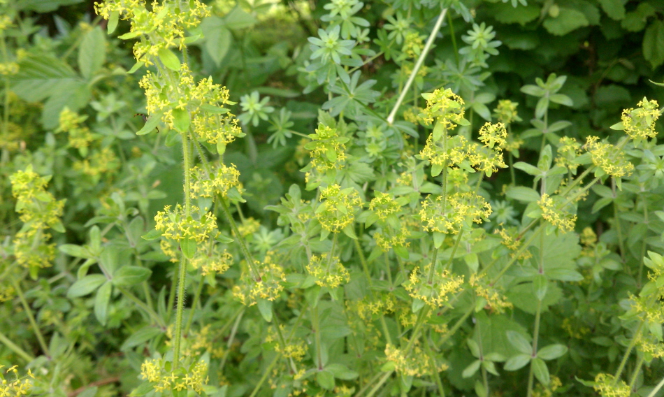 Image of Cruciata laevipes specimen.