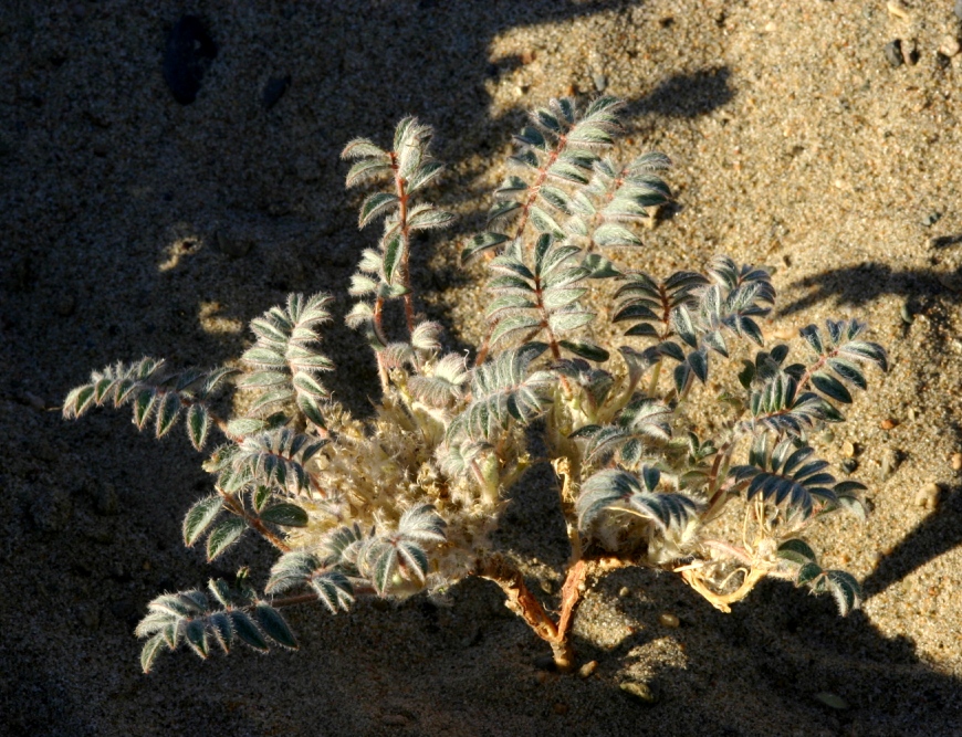 Изображение особи Astragalus hsinbaticus.