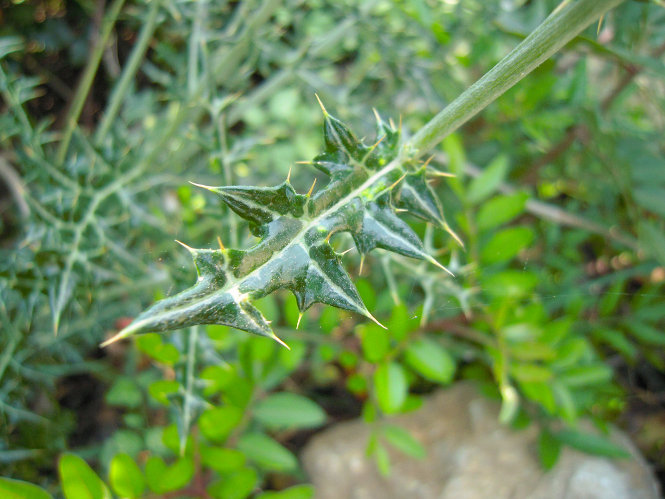 Image of Lamyropsis cynaroides specimen.