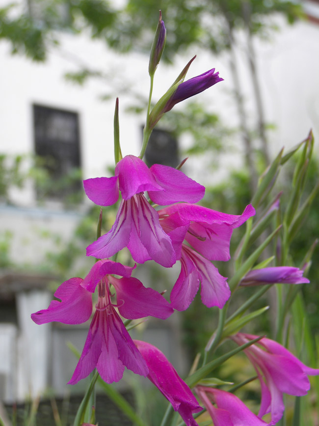 Изображение особи Gladiolus communis.