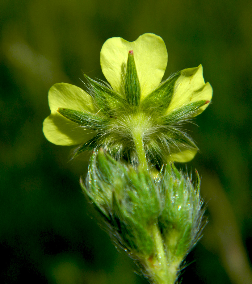 Image of Potentilla pedata specimen.