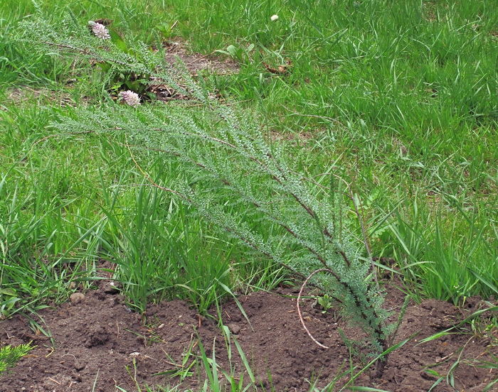 Изображение особи Myricaria germanica.