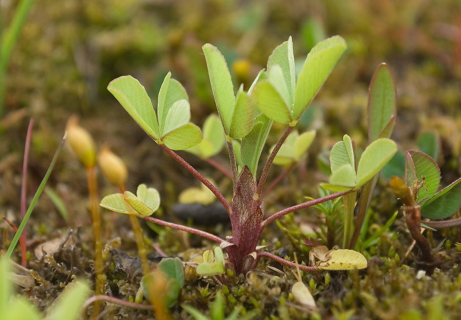Image of Trifolium spadiceum specimen.