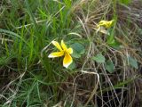 Viola caucasica