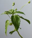 Mercurialis annua