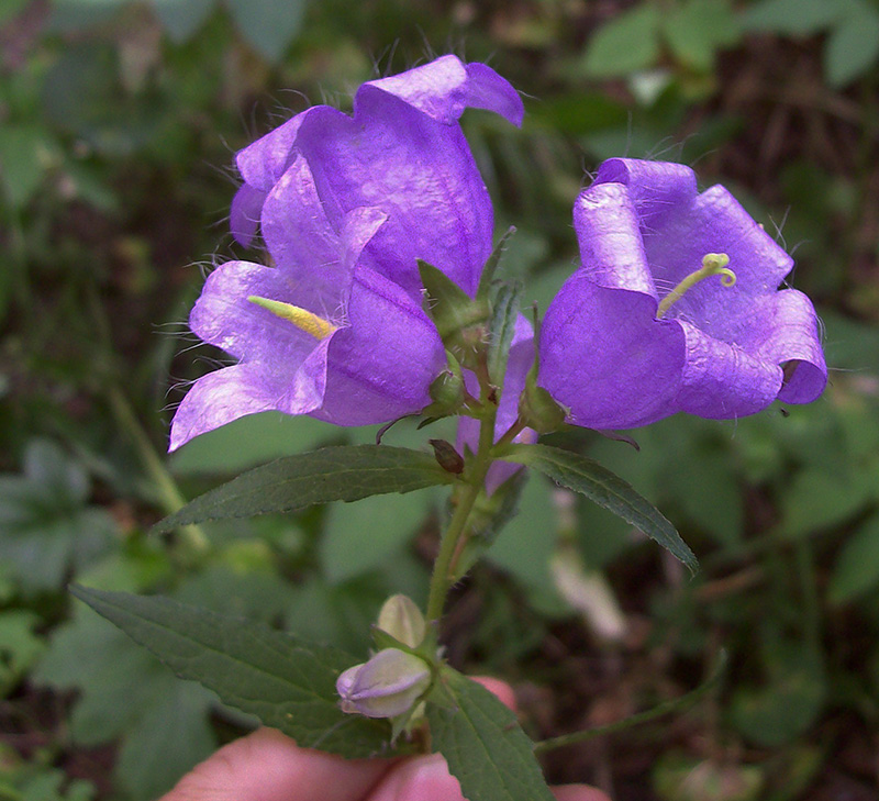 Image of Campanula trachelium specimen.