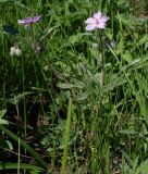 Geranium tuberosum. Цветущее растение. Ростовская обл., Азовский р-н, окр. п. Новый, на сухом склоне берега пруда. 29.04.2012.