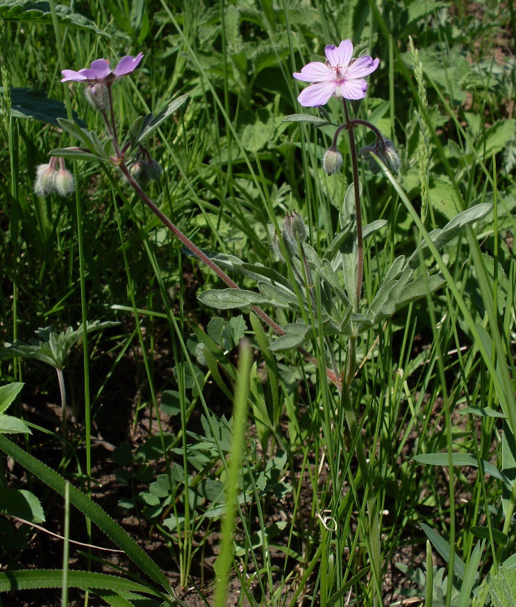 Изображение особи Geranium tuberosum.