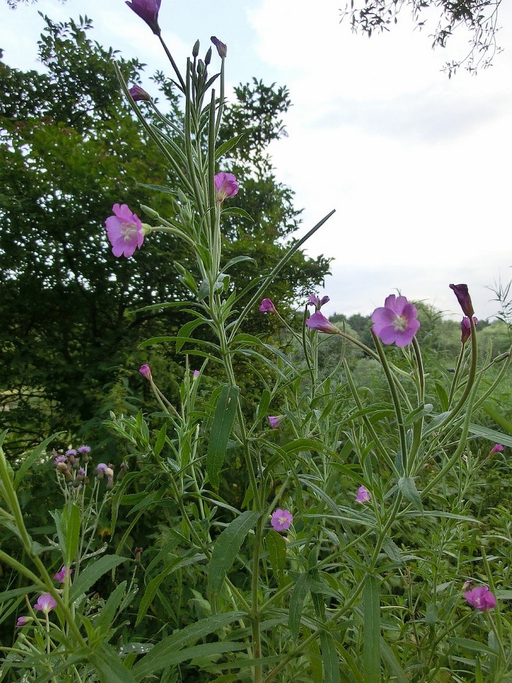 Изображение особи Epilobium villosum.