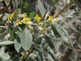 Elaeagnus angustifolia. Часть побега с цветками. Саратовская обл., Саратовский р-н, на обочине дороги. 27 мая 2012 г.