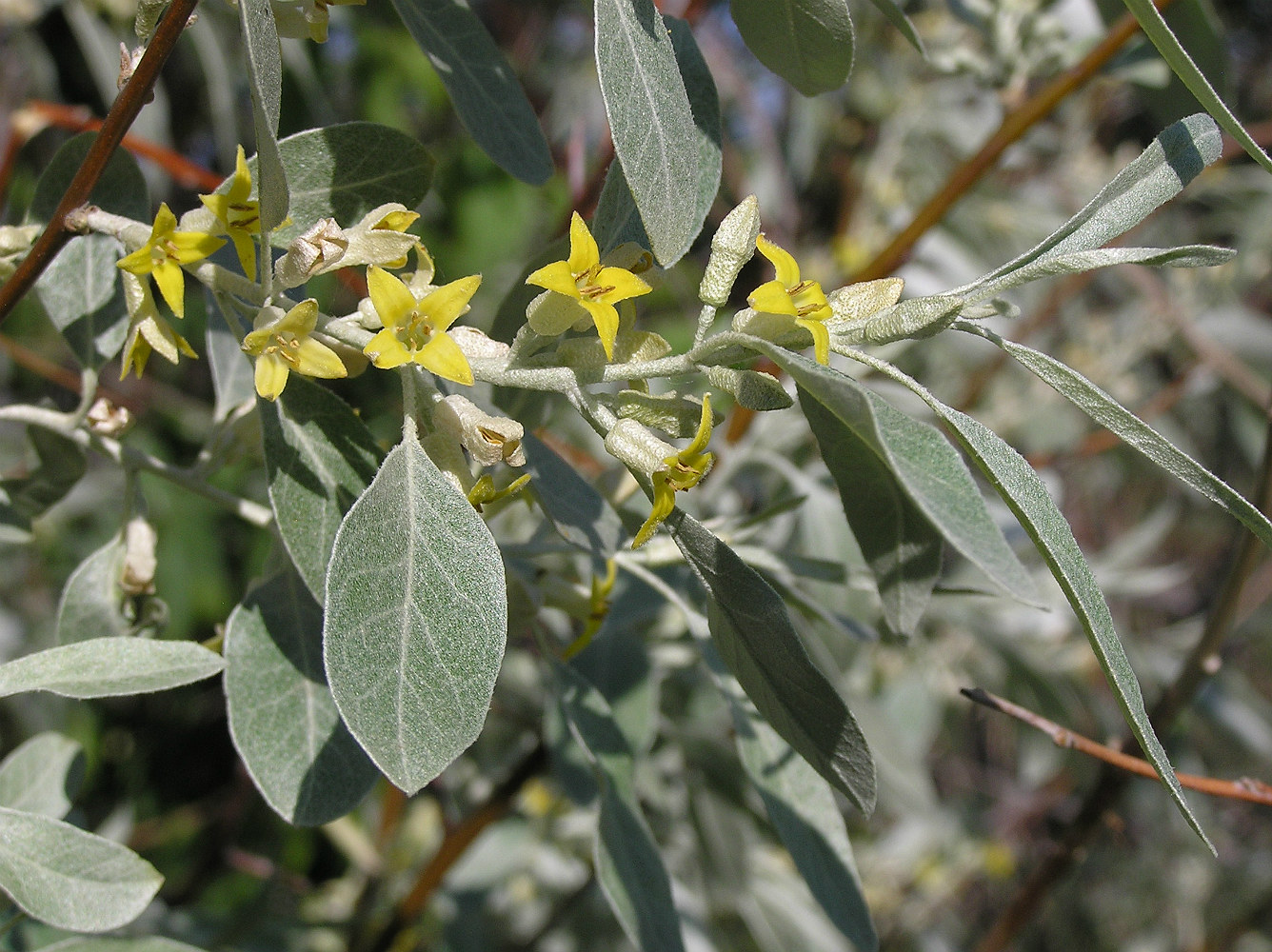 Image of Elaeagnus angustifolia specimen.