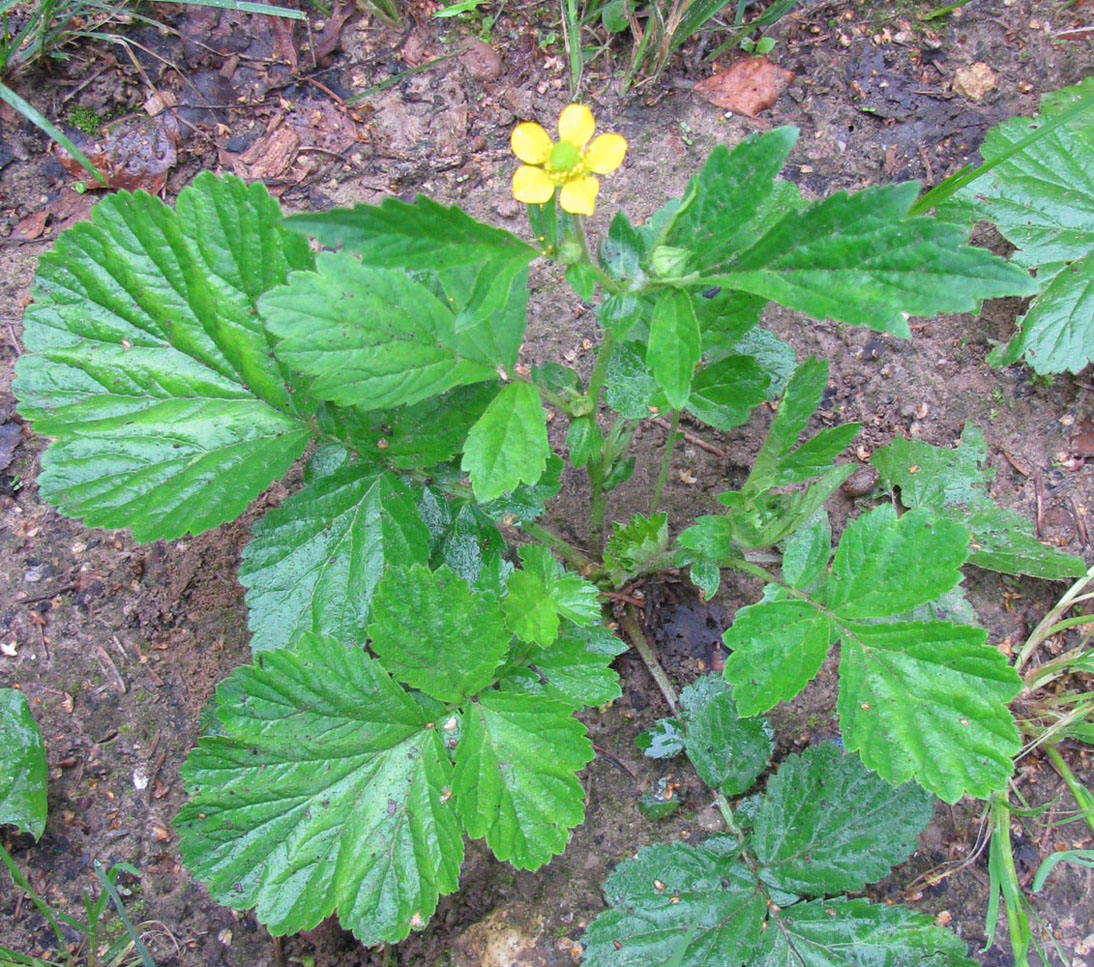 Изображение особи Geum aleppicum.