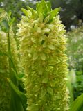 Eucomis autumnalis. Верхняя часть соцветия. Южный берег Крыма, Никитский ботанический сад. 31 июля 2012 г.