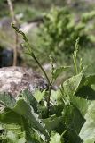 Cousinia umbrosa. Верхушка расцветающего растения. Южный Казахстан, хр. Боролдайтау, ущ. Кокбулак. 24.04.2012.