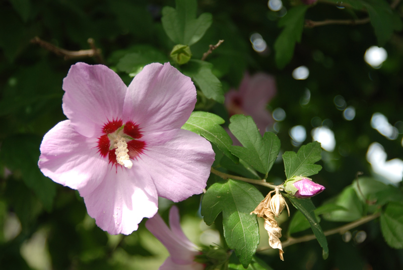 Image of Hibiscus syriacus specimen.