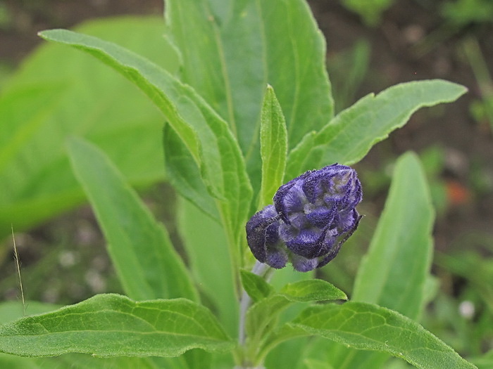 Image of Salvia farinacea specimen.