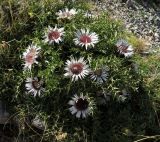 Carlina acaulis ssp. caulescens