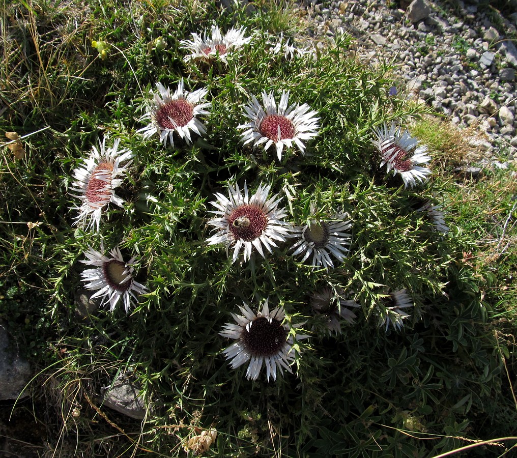 Изображение особи Carlina acaulis ssp. caulescens.