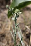 Cousinia pseudomollis. Верхушка зацветающего растения. Южный Казахстан, нижний Боролдай, лощина Акжар. 03.06.2012.