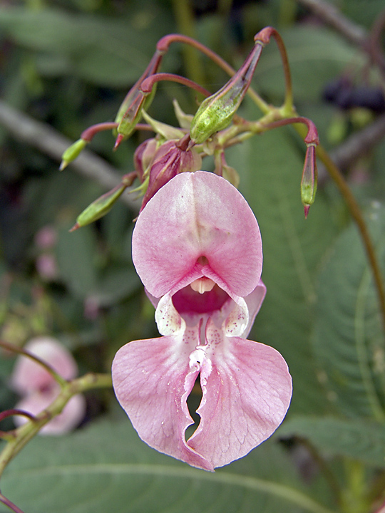 Изображение особи Impatiens glandulifera.