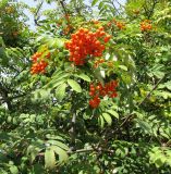 Sorbus aucuparia. Ветви с соплодиями. Венгрия, Хевеш, г. Эгер, площадь Иштвана Добо. 11.09.2012.