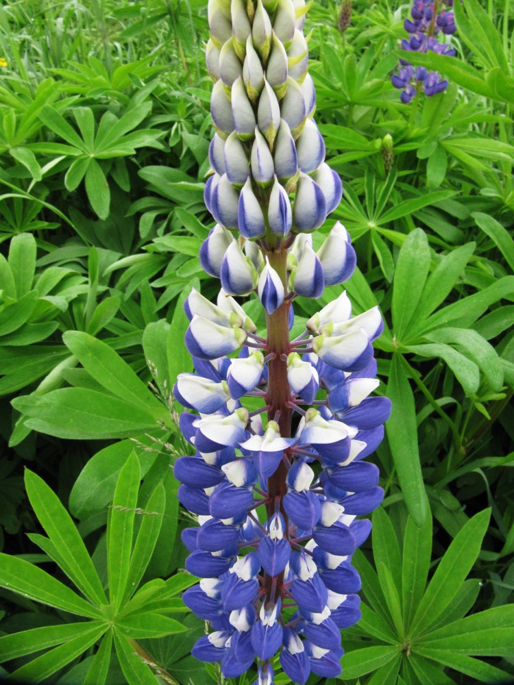 Изображение особи Lupinus &times; regalis.