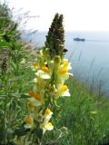 Linaria vulgaris