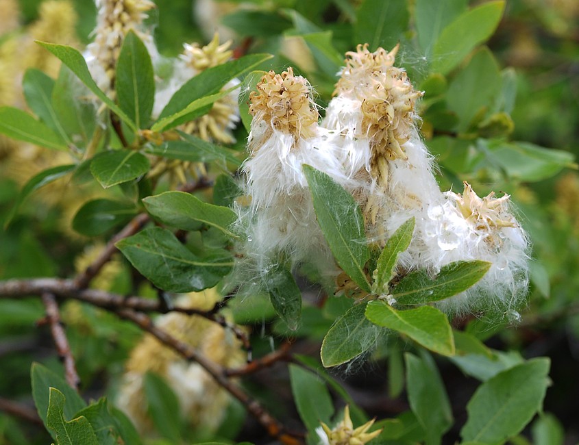 Image of genus Salix specimen.