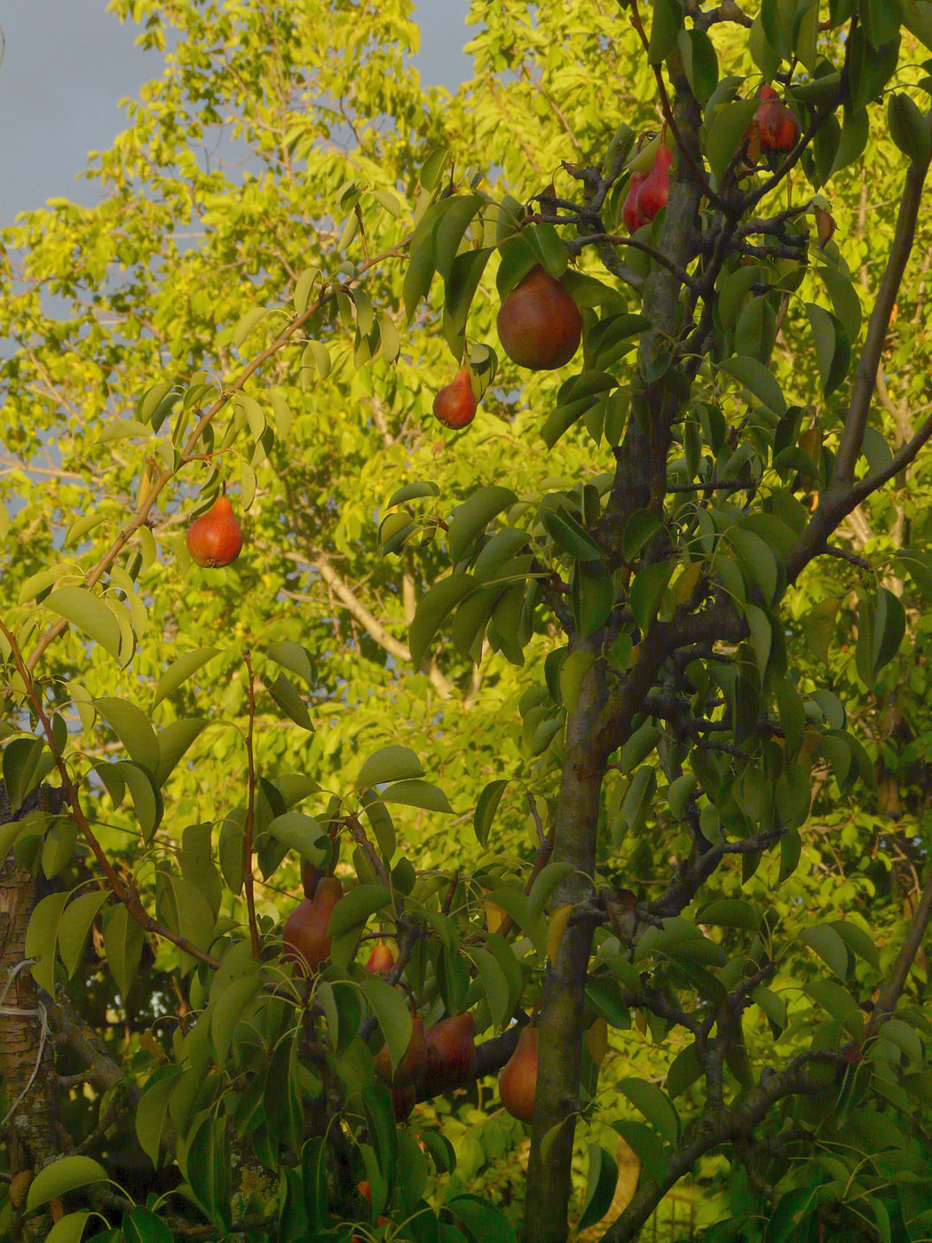 Image of Pyrus communis specimen.