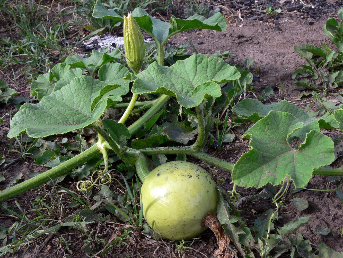 Изображение особи Cucurbita maxima.