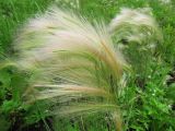 Hordeum jubatum. Плодоносящие растения. Иркутск, пустырь. 23.07.2012.