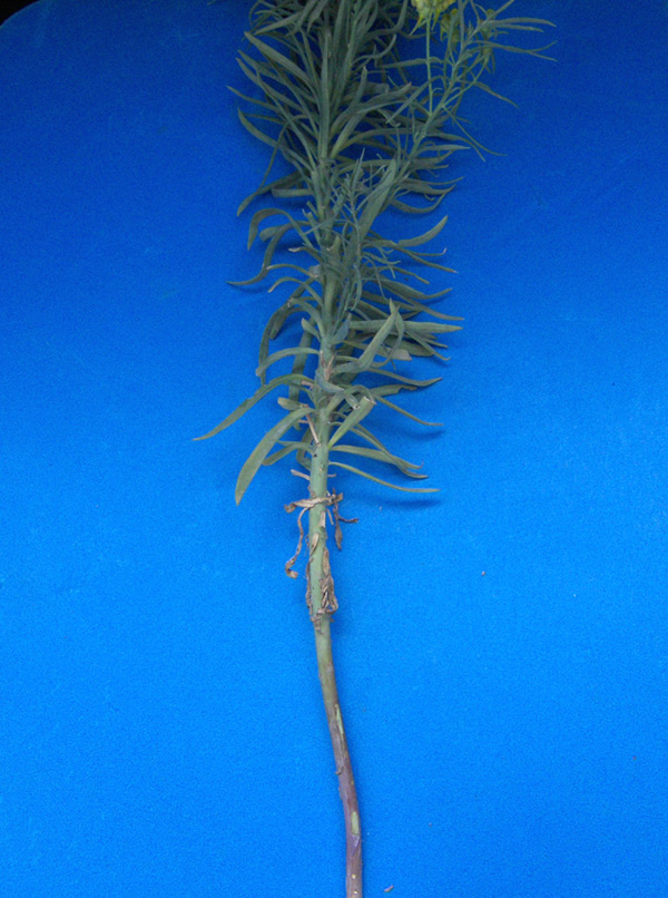 Image of Linaria ruthenica specimen.