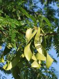 Gleditsia triacanthos. Часть ветви с незрелыми плодами. Узбекистан, г. Ташкент, пос. Улугбек. 03.06.2012.