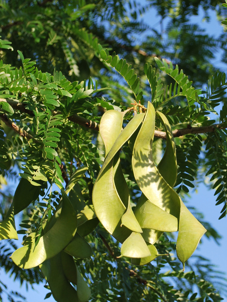 Изображение особи Gleditsia triacanthos.