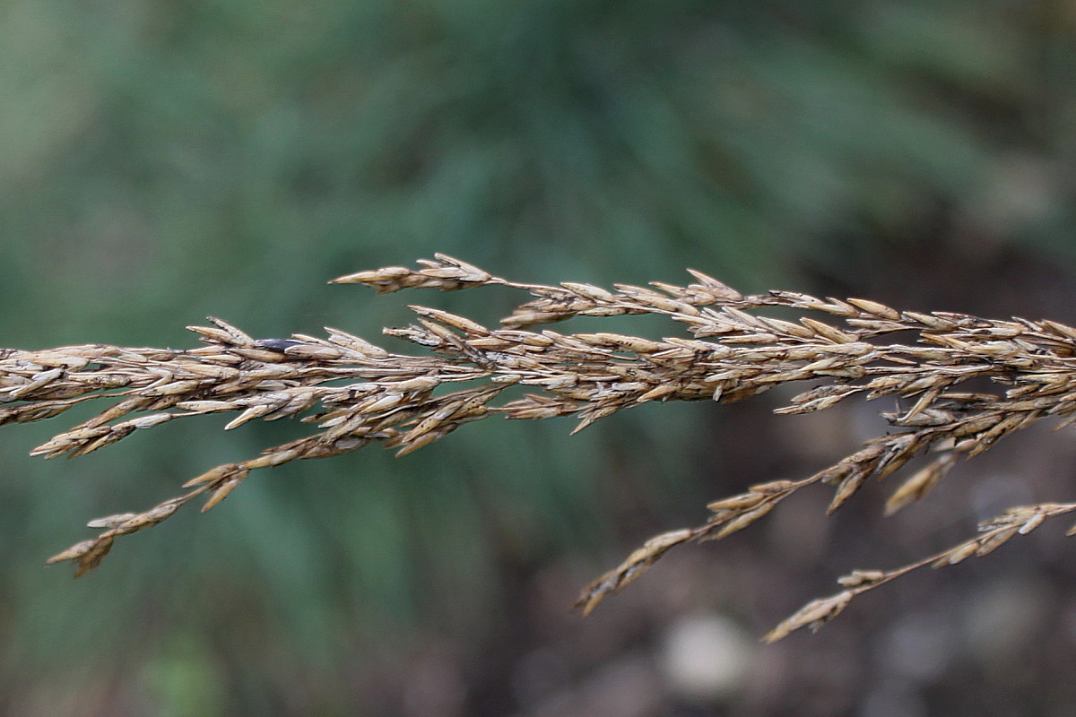 Image of Molinia caerulea specimen.