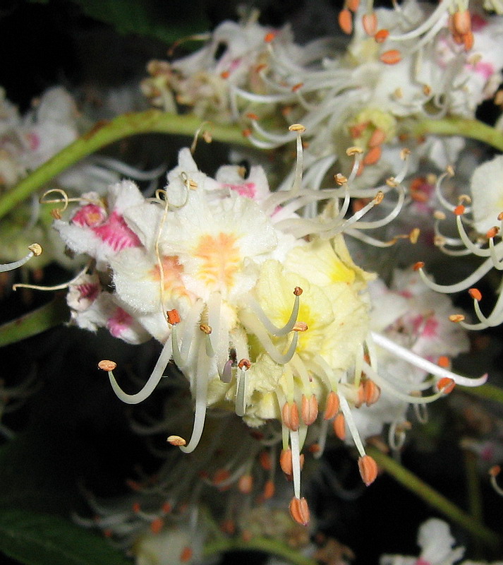 Image of Aesculus hippocastanum specimen.