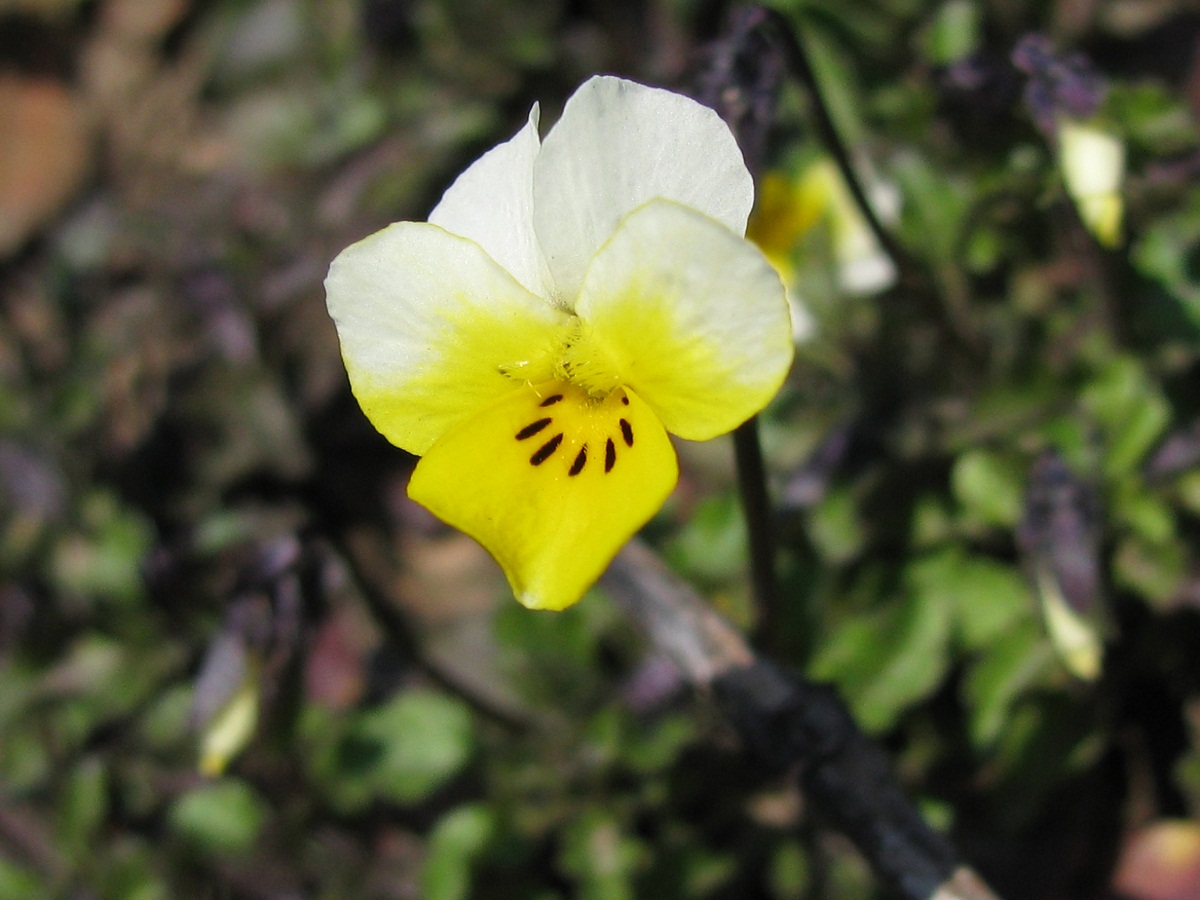 Image of Viola matutina specimen.